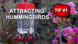 How to Attract Hummingbirds to your Feeder The Nectar  TIP 1 [upl. by Aruol]