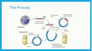 Recombinant DNA [upl. by Yrrem663]