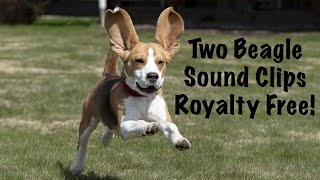 Two Beagle BarkingHowling Sound Clips Royalty Free [upl. by Leynad715]