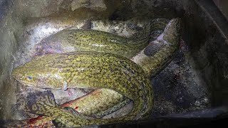 NIGHT TIME Fishing for Burbot [upl. by Wanids]