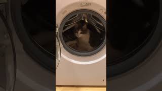 cat funnycats catlover pişik kedi shorts shortvideo [upl. by Mcquade]