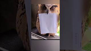 Harry Potter Vibes Owl Delivered a Letter 😱 [upl. by Grindle562]