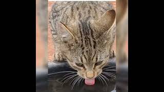 Thirsty cat😍cute cat watercat catlover catsounds catfilter kitten [upl. by Yznil835]