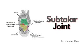 Subtalar Joint [upl. by Aehtrod]