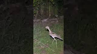 Clumsy Bush stone  Curlew Bird Australia Shorts Curlew [upl. by Ybbob]