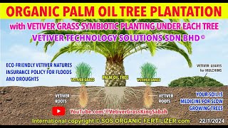 COST SAVING NEW INNOVATION for palm oil plantations  symbiotic partnership with VETIVER GRASS [upl. by Bennink135]