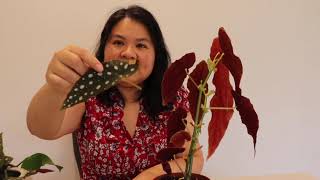 How to propagate Begonia Maculata [upl. by Gibbie]