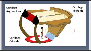 Questce que le Larynx  La Trachéotomie Canules de Trachéostomie Cartilage Cricoide Cordes vocales [upl. by Compte847]