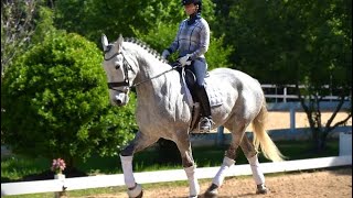 Duke MR 2020 Friesian Percheron 163 Hh [upl. by Ayotnom]