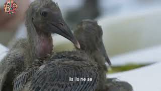 LIbis chauve  Un oiseau fascinant en quête de survie Geronticus Eremita [upl. by Vange252]