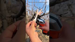 Why Doesn’t Pruning Shears Cut Finger🤔 shorts youtubeshorts viralshorts facts [upl. by Ajidahk]