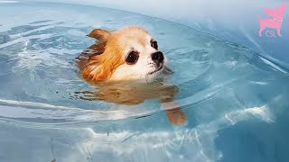 Cute Chihuahua Dogs Having Fun in a Swimming Pool [upl. by Andre]