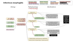 Infectious esophagitis [upl. by Vanessa]