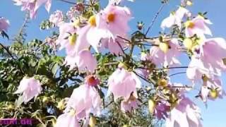 Bees collecting pollen from Tree Dahlia blossoms [upl. by Eiramasil931]