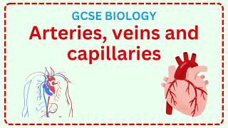 GCSE Blood vessels  Biology circulatory system revision StudeeBright [upl. by Sigismund80]