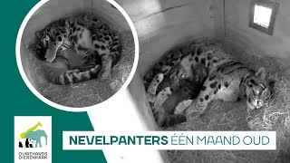 🐆 NEVELPANTERS ÉÉN MAAND OUD  Hoe gaat het met ze [upl. by Rudyard]