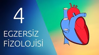 EGZERSİZ FİZYOLOJİSİ 4 Kardiyovasküler Sistem ve Egzersiz [upl. by Legir]