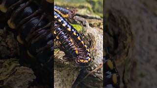 Yellowspotted millipede Yellowspottedmillipede millipede insects animals [upl. by Hadeehsar]