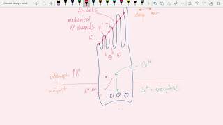 Bio 264 Special Senses  hearing part 1 [upl. by Donoho812]