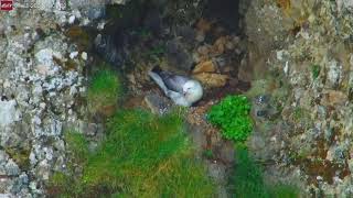 Jul 18 2024 Fulmar Mother Fiona Feeding Baby at Iceland Volcano [upl. by Harvey667]