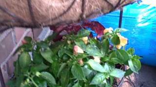 How to Complete Planting in Coco Fiber Basket [upl. by Rolfe]