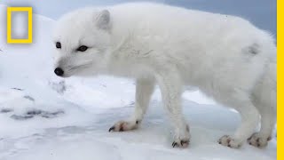 A Friendly Arctic Fox Greets Explorers  National Geographic [upl. by Woermer469]