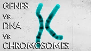 Genes vs DNA vs Chromosomes  Instant Egghead 19 [upl. by Etnaihc]