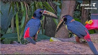 Panama Fruit Feeder at Canopy Lodge exploreorg 20241026 [upl. by Yracaz]