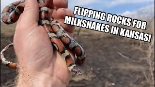 Flipping Rocks for Snakes in Kansas Spring Herping 2024 pt 2 [upl. by Kinnard]