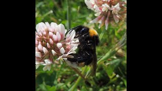 A cuckoo bumblebee in search of a queen to murder [upl. by Nivlad496]