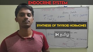 9 Synthesis of Thyroid hormones T3 and T4 in Tamil  Endocrine system [upl. by Enitsuj]