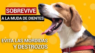 Los BEAGLES y sus dientes  La muda de dientes de mi BEAGLE [upl. by Redford]