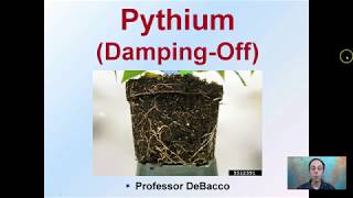 Pythium Damping Off [upl. by Noraha]