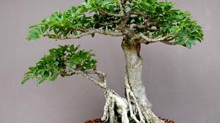 Schefflera arboricola [upl. by Hsirap523]