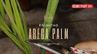 Pruning Areca Palm  How to Prune Areca Palm  Correct Ways of Pruning in Winters  From The Garden [upl. by Noswal]