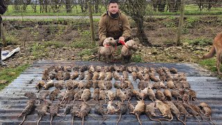 Mr porky Ratting with terriers at pig farm [upl. by Jollanta191]