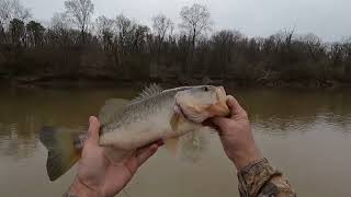 Bass Fishing Muddy Water Roanoke River Floating To Weldon Boat Ramp Rockfish Capital of the World [upl. by Nalyorf]