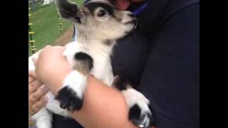 Kid baby goat Screaming [upl. by Ventura]