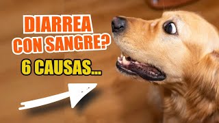 💩🩸CAUSAS de DIARREA con SANGRE en PERROS [upl. by Vokay]