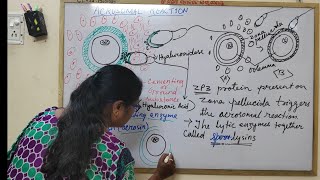 Fertilization Part4 Acrosomal Reaction [upl. by Zetnahs]