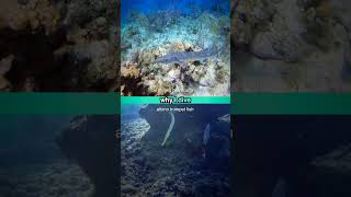 Why I Dive 46 Underwater Adventures Barracuda Albino Trumpetfish [upl. by Marvin]