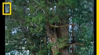 Redwoods The Tallest Trees  National Geographic [upl. by Estelle]