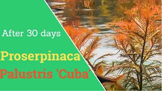 Proserpinaca Palustris cuba 30 day timelapse  Mermaid Weed [upl. by Llednik320]