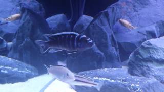 Cynotilapia zebroide Ndonga [upl. by Ardnalahs]