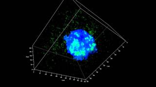 ZEISS Lightsheet Z1 Spheroid imaging landmark registration using fluorescent beads [upl. by Birgit]