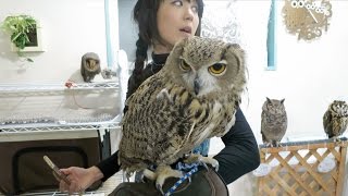 Little Girl vs GIANT OWL at Japans Owl Cafe [upl. by Behre]