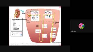 Nephron function Part 2 [upl. by Tillford]