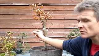 Fagus Sylvatica Bonsai 2 wiring and shaping [upl. by Ainomar]