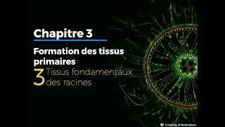 33  Formation des tissus de fondamentaux racinaires [upl. by Eimaj]