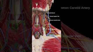 Beneath the Jaw A Closer Look at the Neck Anatomy 3dmodel anatomy meded [upl. by Kyle551]